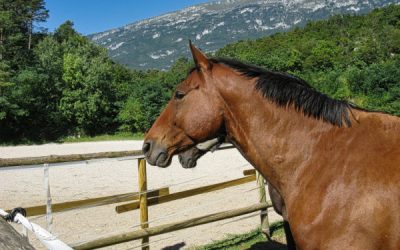 Centres équestres : TVA à 5,5 % ou à 20 % ?