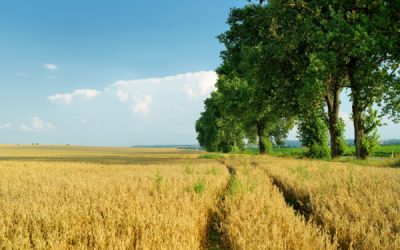 Erreur du notaire dans la notification du droit de préemption de la SAFER : cas vécu…