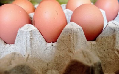 Commercialisation des œufs : un marquage brouillé ?