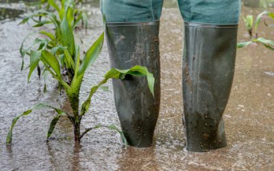 Intempéries : une aide pour les agriculteurs