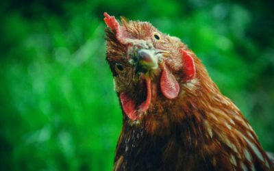 Grippe aviaire : le point sur la situation épidémique et le versement des indemnités