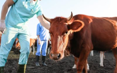 Agriculteurs : le dispositif d’indemnisation pour la MHE évolue