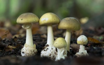 Reconstitution de chiffre d’affaires : une méthode jugée « sommaire » ?