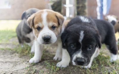 Élevages canins : une question de distance…