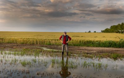 Calamités agricoles 2023 : à épisodes exceptionnels, indemnisation exceptionnelle