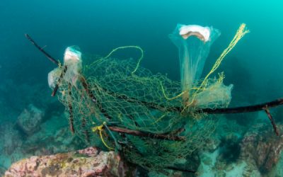 Pêche durable : création d’une plateforme web pour mieux informer les pêcheurs