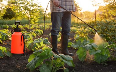 Pesticides : rappels utiles sur la réglementation
