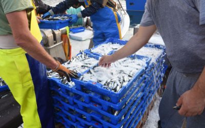 Quotas de pêche 2024 : quelle répartition ?