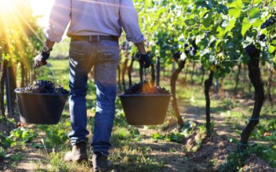 Travail saisonnier agricole : la lutte contre la fraude s’organise