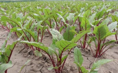 Producteurs de betteraves : ouverture du guichet d’aide financière