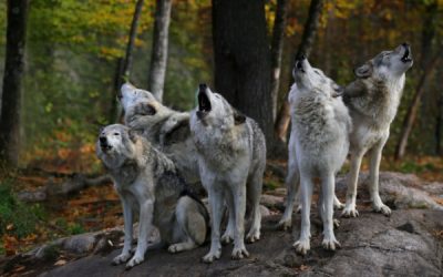 Plan loup : comment protéger les troupeaux ?