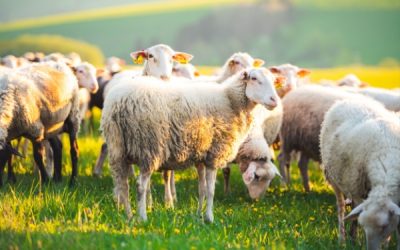 Agriculture : vers une reconquête de la souveraineté