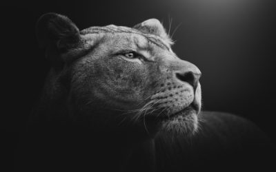 TVA sur les œuvres d’art et les objets de collection : l’administration se met à jour !