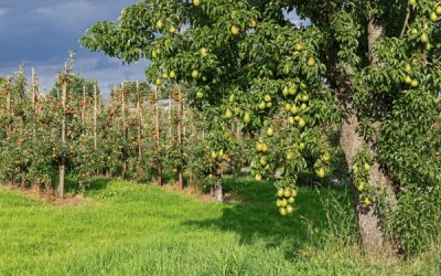 Aides aux agriculteurs : les soldes pour la campagne 2023 connus