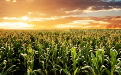 Vente d’une parcelle agricole et préemption de la SAFER : une procédure à respecter