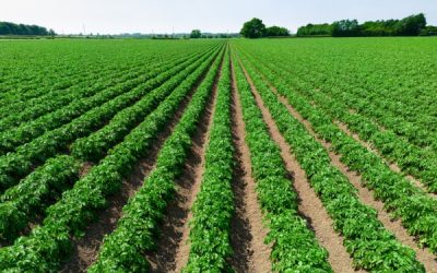 Résiliation d’un bail rural : un locataire trop peu actif ?