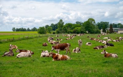 Maladie hémorragique épizootique : une prise en charge des frais possible