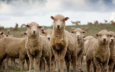 Fièvre catarrhale ovine : quelle est la réponse du Gouvernement ?