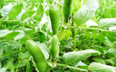 Bactériose vasculaire du haricot : prévenir et guérir