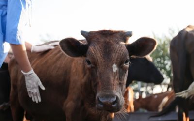 MHE : prolongation pour la distribution des vaccins