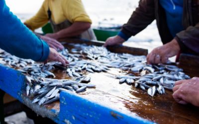 Pêcheurs, antériorités et sous-quotas : quelques modifications !