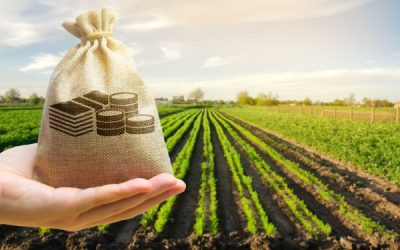 Aides couplées végétales : publication de certains montants pour 2024