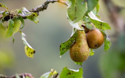 Aides couplées végétales : du nouveau pour la catégorie « Fruits transformés »