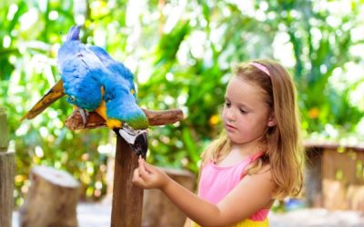 Parcs zoologiques : vers une fin du taux réduit de TVA ?