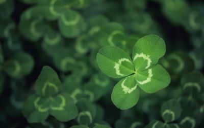 Joaillerie : le trèfle à quatre feuilles victime d’un parasit(isme) ?