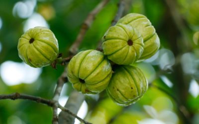 Garcinia cambogia : interdiction temporaire