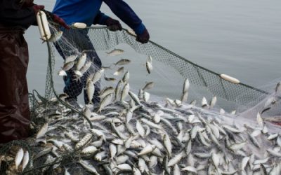 TVA à taux réduit : même pour les poissons d’empoissonnement ?