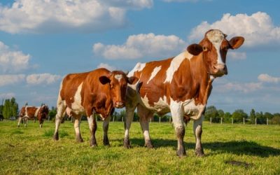 Aides agricoles : précisions à propos de l’aide aux bovins