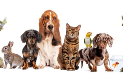 Bien-être animal : une réglementation détaillée