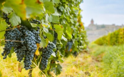 Secteur viticole : quelques nouveautés à connaître
