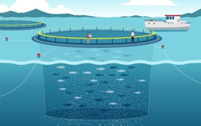 Pisciculture marine et concession d’exploitation : des critères à connaître