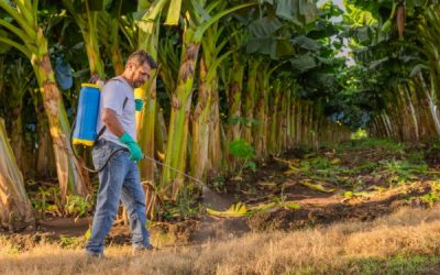 Chlordécone : un portail pour centraliser les informations et les solutions
