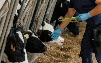 Dermatose nodulaire : des restrictions renforcées