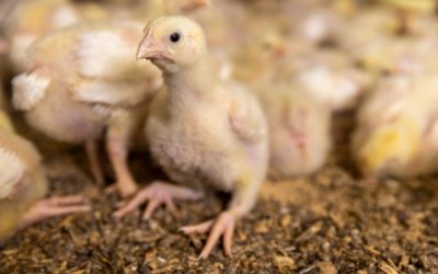 Traçabilité des volailles et oiseaux : évolution des obligations déclaratives