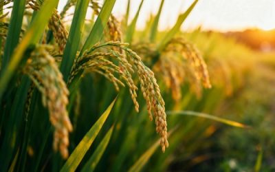 Capital décès : une protection renforcée pour les proches des non-salariés agricoles