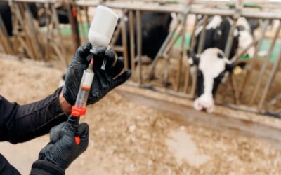 Dermatose nodulaire : nouvelle restriction de mouvements pour les animaux non-vaccinés